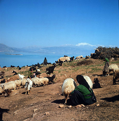 Nomad woman milking sheep above Lake Egridir south of Antioch, Pisidia, Turkey
