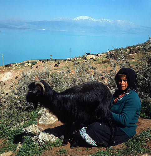 Nomad woman milking goat above Lake Egridir south of Antioch, Pisidia, Turkey