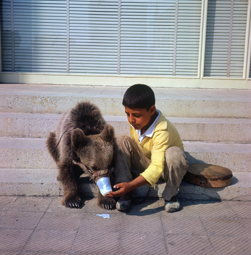 Turkey, Istanbul, gypsy boy giving his bear a drink of milk
