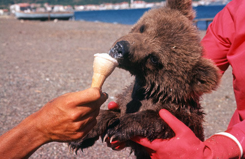 Turkey, Marmaris, young bear eating ice cream on the beach