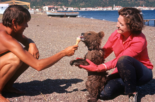 Turkey, Marmaris, young bear on the beach eating ice cream