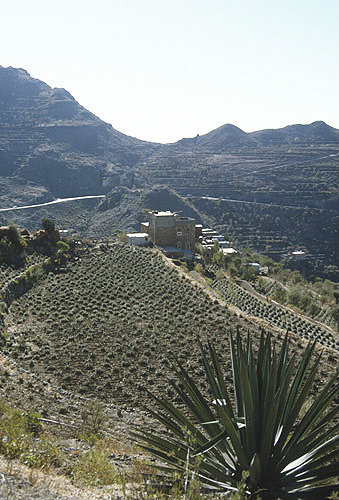 Qat growing on terraces, Yemen