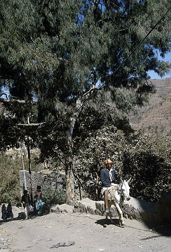 Man on donkey, Jibla, Yemen