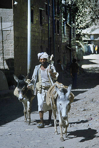 Man and donkeys, Jibla, Yemen