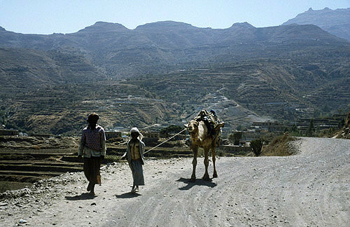 Two men and camel, Jibla, Yemen