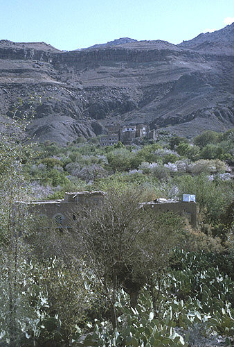 Houses and almond blossom, Hadda, near Sana