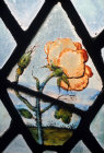 Yarnton, Oxfordshire, stained glass yellow rose, 15th to 16th century