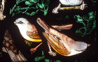 Whitethroats, Gilbert White Memorial Window of St Francis and the birds,Gascoyne and Hinks 1920, St Mary