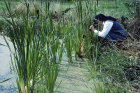 Sister Daniel focusing on a dragonfly among the bullrushes, Dorset, England