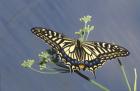 Swallowtail butterfly, papilio machaon, England, Great Britain