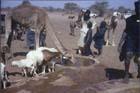 Tuareg and animals at the well, Agadez, Niger