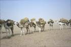 Salt caravan leaving the salt pans at Bilma, Niger 