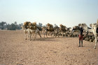 Salt caravan about to leave Bilma, Niger, Africa