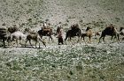 Afghanistan, caravan near the Shibar Pass