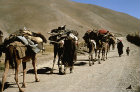 Afghanistan, caravan near the Hajigak Pass