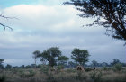Bushman hut, Kalahari, Southern Africa