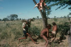 Bushman boys playing, Kalahari, Southern Africa