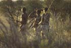 Bushmen hunters scan the horizon, Kalahari, South Africa
