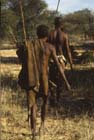 Bushmen in single file with spears bows and arrows, Kalahari, South Africa