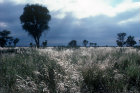 Grass used by Bushmen for thatch, Kalahari, Southern Africa
