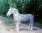 Standing horse, fifteenth century, Sacred Way leading to Ming Tombs, China