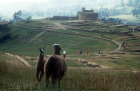 Inca ruins, general view with llamas in foreground, Ingapirca, Ecuador