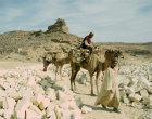 Egypt,  Eastern Desert, the Monastery of St Paul the anchorite, camels transporting the local stone