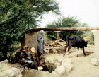Egypt Pot-well irrigating the land near Qena