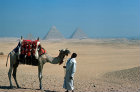 Egypt, Giza, the Pyramids from the South East, with an arab and camel in the foreground