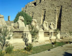 Egypt, Karnak, Temple of Amun, five of the ram-headed sphinxes in the avenue leading to the first pylon