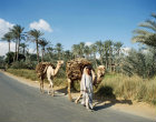 Egypt Memphis Camel with load of mud bricks