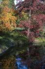 Autumn foliage of sweet gum trees, England, Great Britain