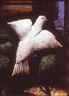 White dove, 16th century stained glass, Notre Dame, Chalons-en-Champagne, formerly Chalons-sur-Marne, France