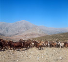 Greece, a herd of goats grazing on the mountain side