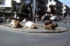 India sacred cows on roundabout