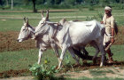 Oxen ploughing, India
