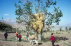 Haystack in tree, Valley of the Assassins, Iran