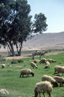 Israel, camel and sheep grazing on the hillside