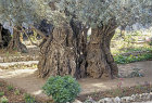 Ancient olive tree in the Garden of Gethsemane, Jerusalem, Israel
