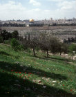 Anemones on Mount of Olives, Jerusalem, Israel