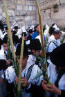 Israel Jerusalem Religious Jews pray with the four species at the Western Wall during the festival of Sukkot
