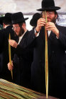 Israel Jerusalem religious Jews inspect a Lulav (palm branch) as they shop for the four species of Sukkot