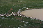 Israel, flock of sheep at the pool below Mount Hermon