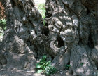 Israel, Jerusalem, bole of ancient olive tree in the Garden of Gethsamene