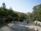 Israel, girl with her flock of goats at Marsaba Monastery