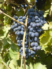 Bunch of grapes in a vineyard near to Bethlehem, Israel