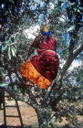 Woman picking olives in olive tree, Samaria, Israel