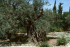 Israel, Jerusalem, the Garden of Gethsemane