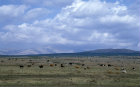 Israel, the Golan Heights, herd of cattle, Mount Hermon in the distance