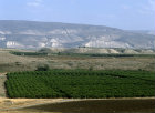 Israel, view across a citrus plantation in the Jordan Valley, mountains of Gilead